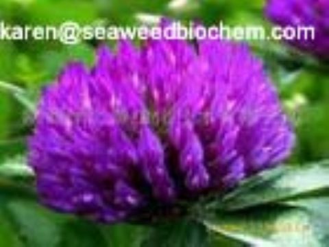 Red Clover Extract